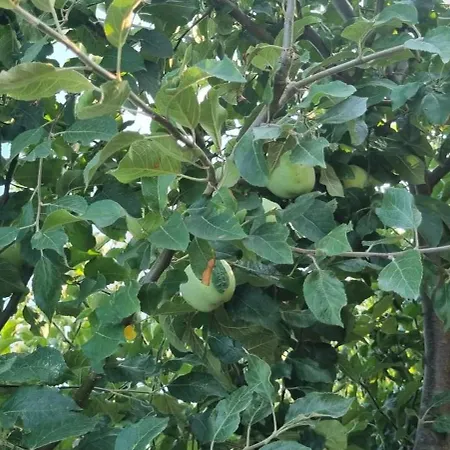 La Matraguna Вилла Тузла